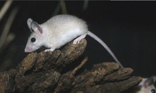 自然界拥有超级皮肤的十大动物