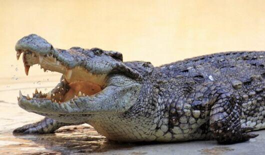 自然界拥有超级皮肤的十大动物