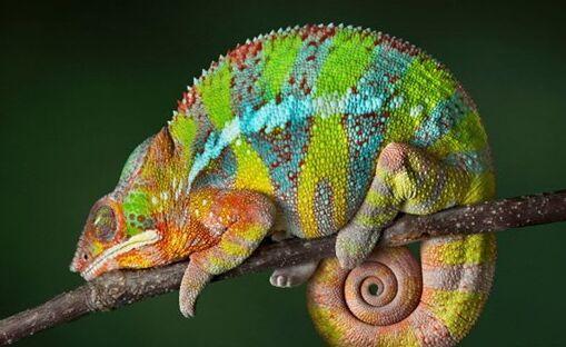 自然界拥有超级皮肤的十大动物