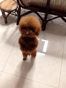 ​泰迪“生命”中的7个阶段，你能陪它走多久？