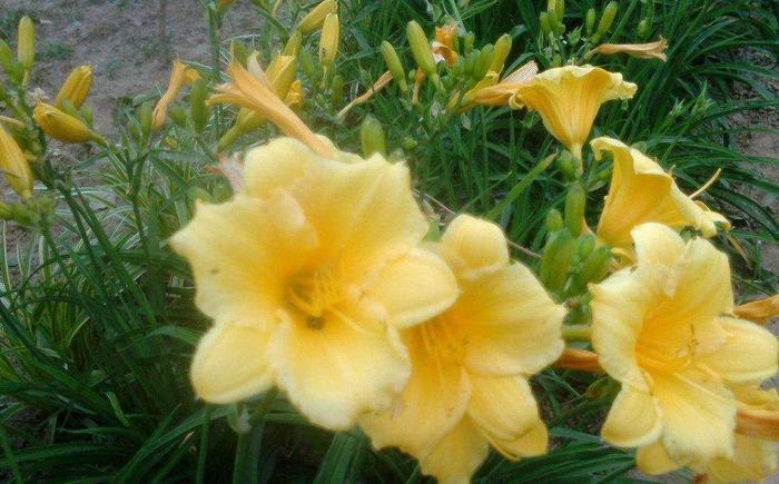 大家知道“黄花菜都凉了”是啥意思吗？了解一下黄花菜的知识吧！