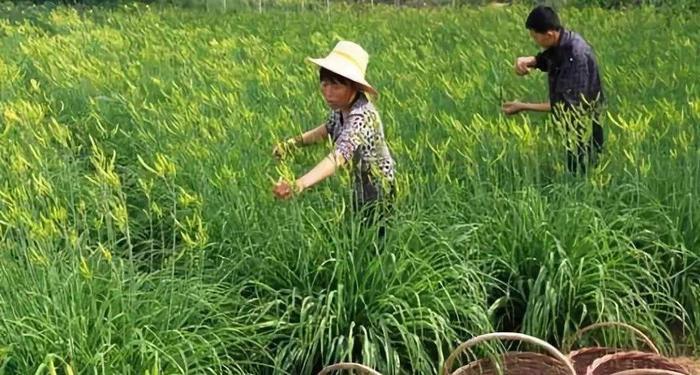 大家知道“黄花菜都凉了”是啥意思吗？了解一下黄花菜的知识吧！