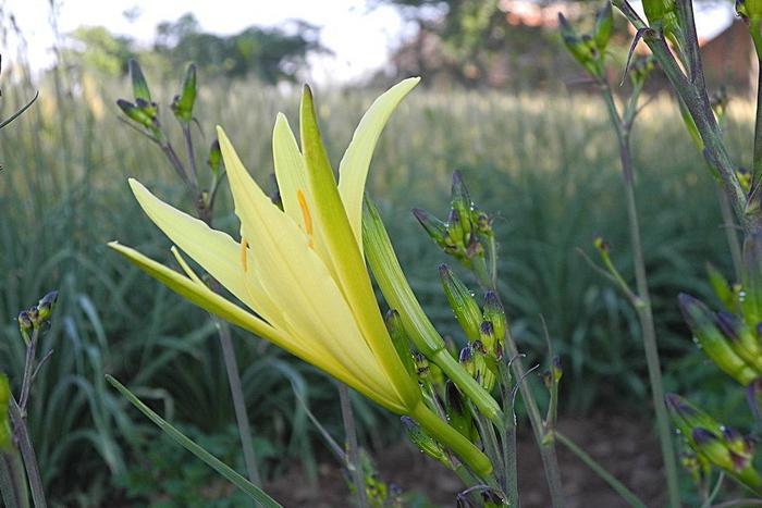 大家知道“黄花菜都凉了”是啥意思吗？了解一下黄花菜的知识吧！