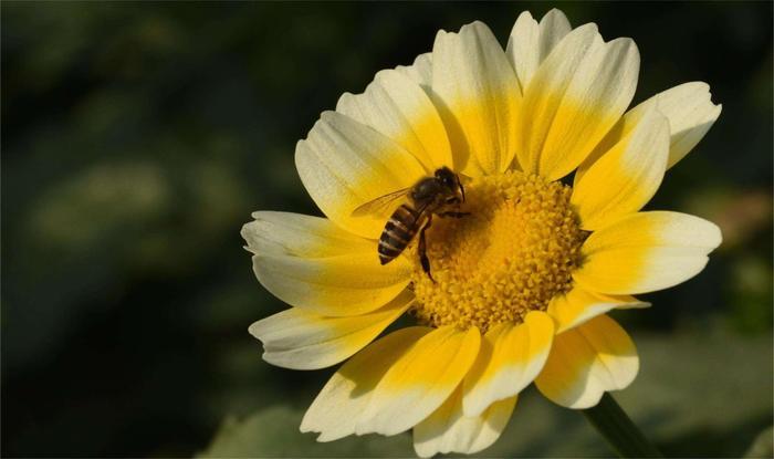 孝顺父母又宠老婆的三大生肖男，懂老婆，绝对是百里挑一的好男人