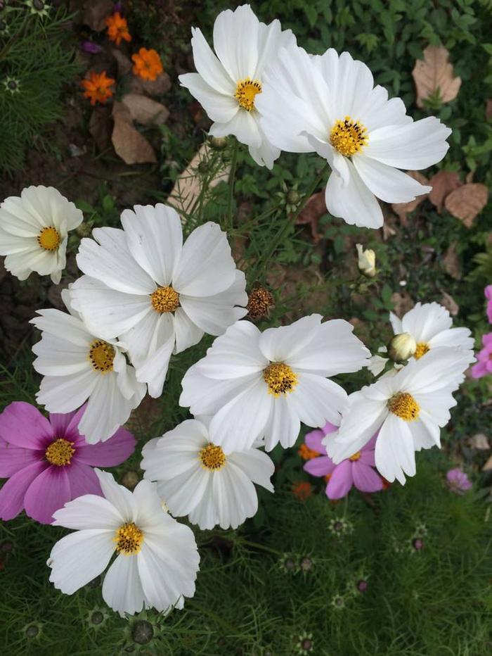 孝顺父母又宠老婆的三大生肖男，懂老婆，绝对是百里挑一的好男人