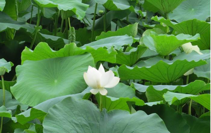 孝顺父母又宠老婆的三大生肖男，懂老婆，绝对是百里挑一的好男人