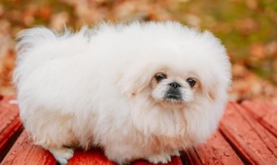 ​大家都喜欢饲养玩赏狗，但是玩赏犬的主要品种有哪些？你知道吗