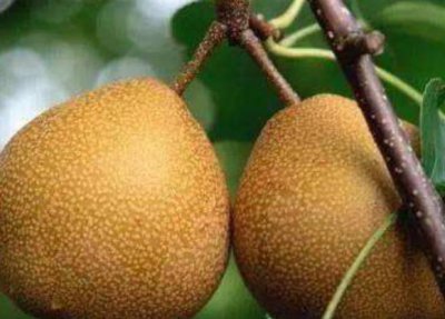 ​一到换季，孩子晚上咳嗽真愁人！沙梨加“它”炒一炒，驱寒也止咳