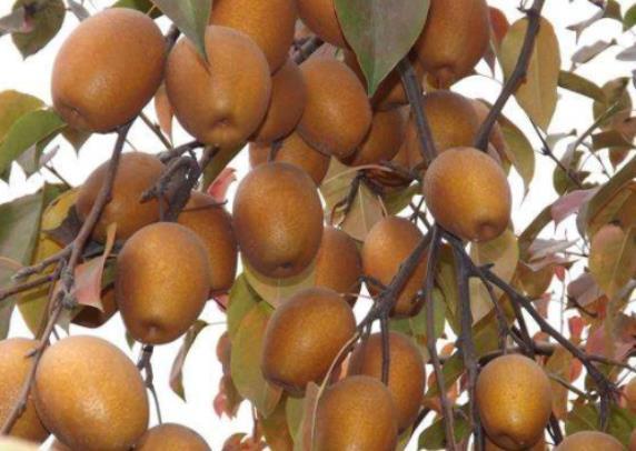 一到换季,孩子晚上咳嗽真愁人!沙梨加“它”炒一炒,驱寒也止咳