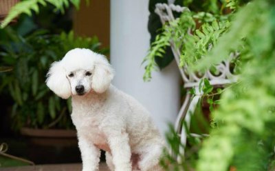 ​泰迪犬的克星，天不怕地不怕的泰迪犬就怕这5种东西