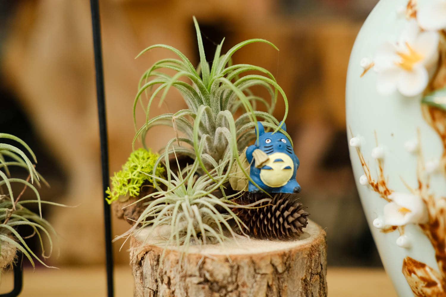 空气凤梨 空气凤梨