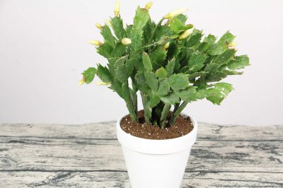 ​蟹爪兰用什么土种好