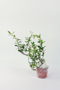 ​风车茉莉的养殖方法