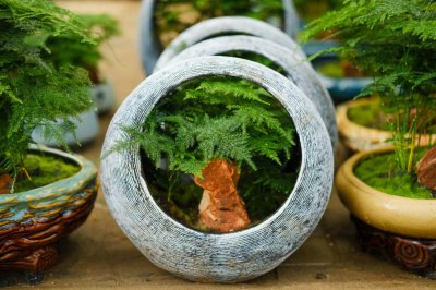 ​不用土不施肥，文竹也能绿油油