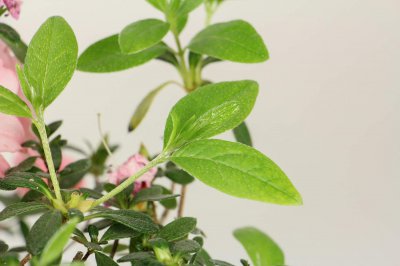 ​杜鹃如何养殖，叶子发黑怎么回事