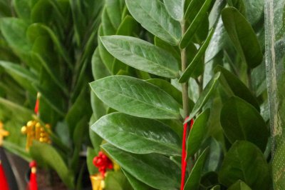 ​金钱树怎么换盆