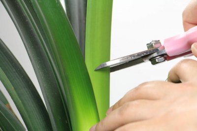 ​君子兰的养殖方法