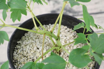 ​洛阳牡丹花什么时候开