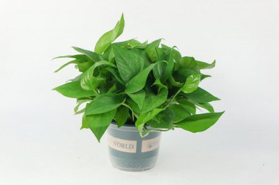 ​绿萝多久浇一次水