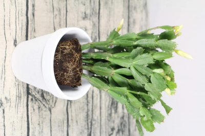 ​蟹爪兰的养殖方法和注意事项