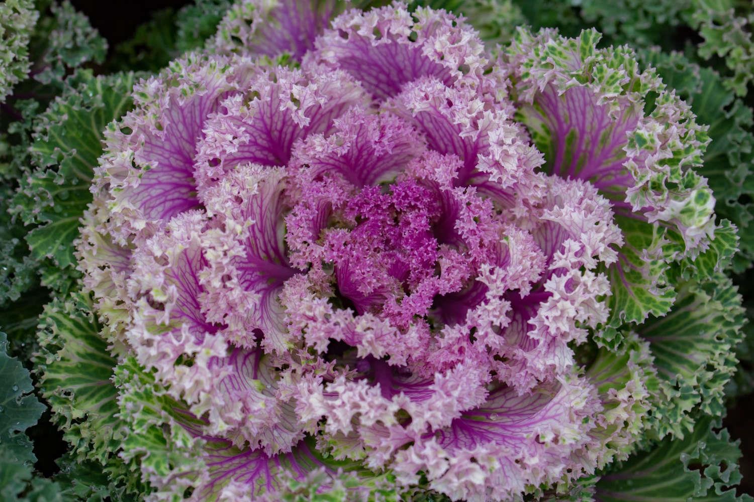 羽衣甘蓝 羽衣甘蓝