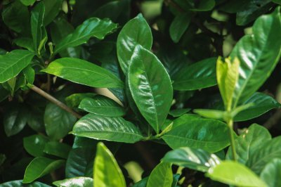 ​栀子花换盆的步骤，换盆后需要浇水吗