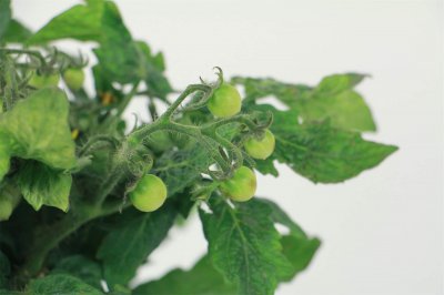 ​番茄种植技术