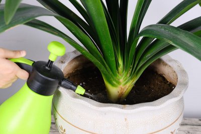 ​君子兰是兰花吗