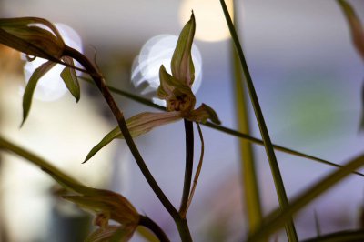 ​兰花可以分株养吗，分株要注意什么