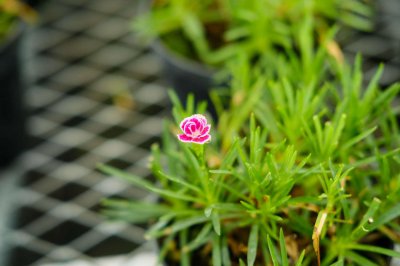 ​康乃馨多少钱