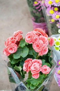 ​丽格海棠的扦插技巧