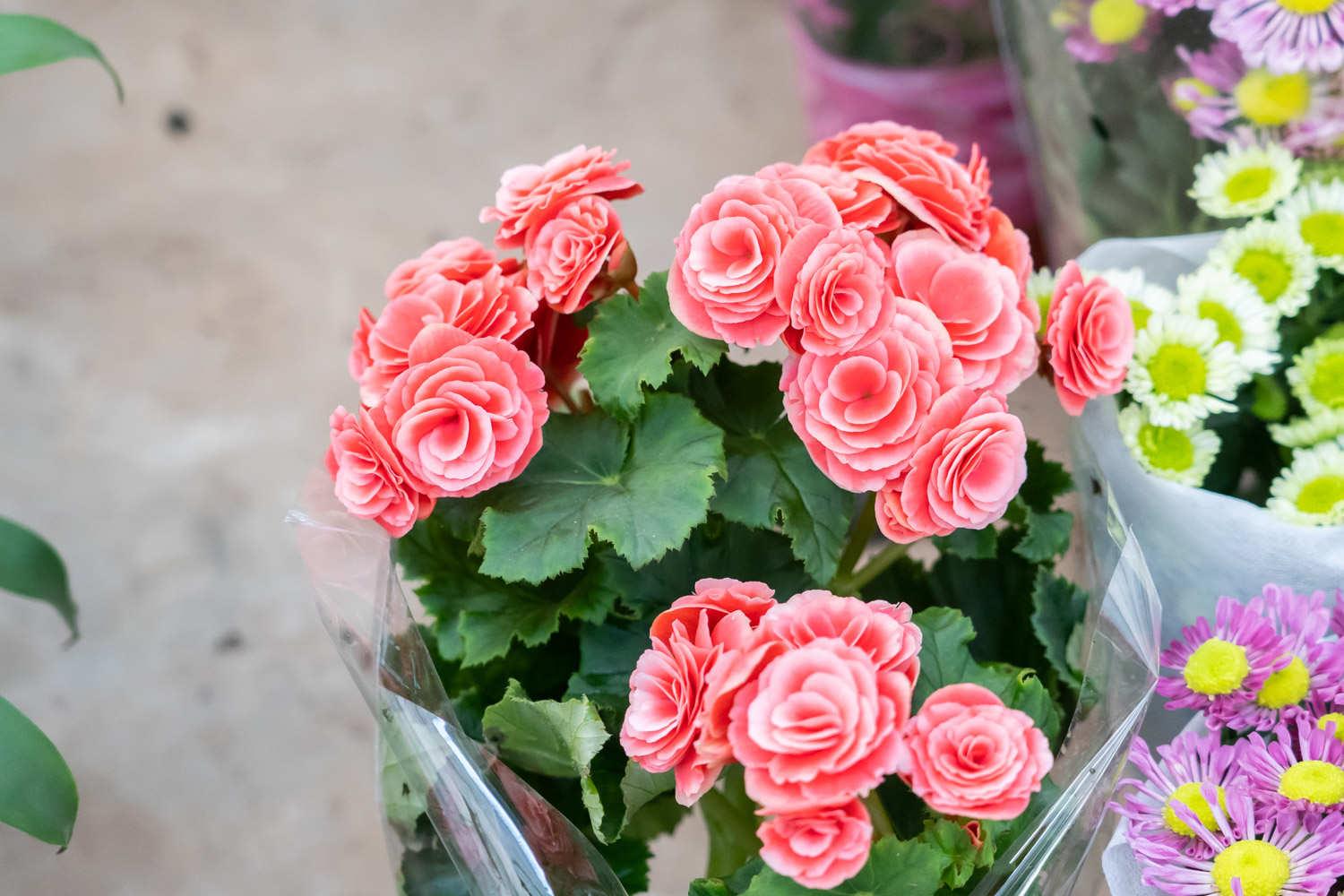 丽格海棠 丽格海棠