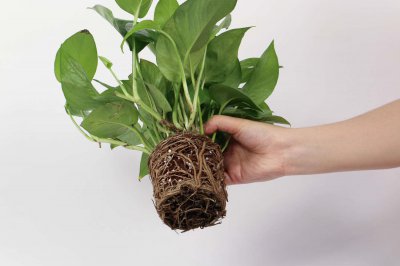 ​绿萝晚上可以放卧室吗