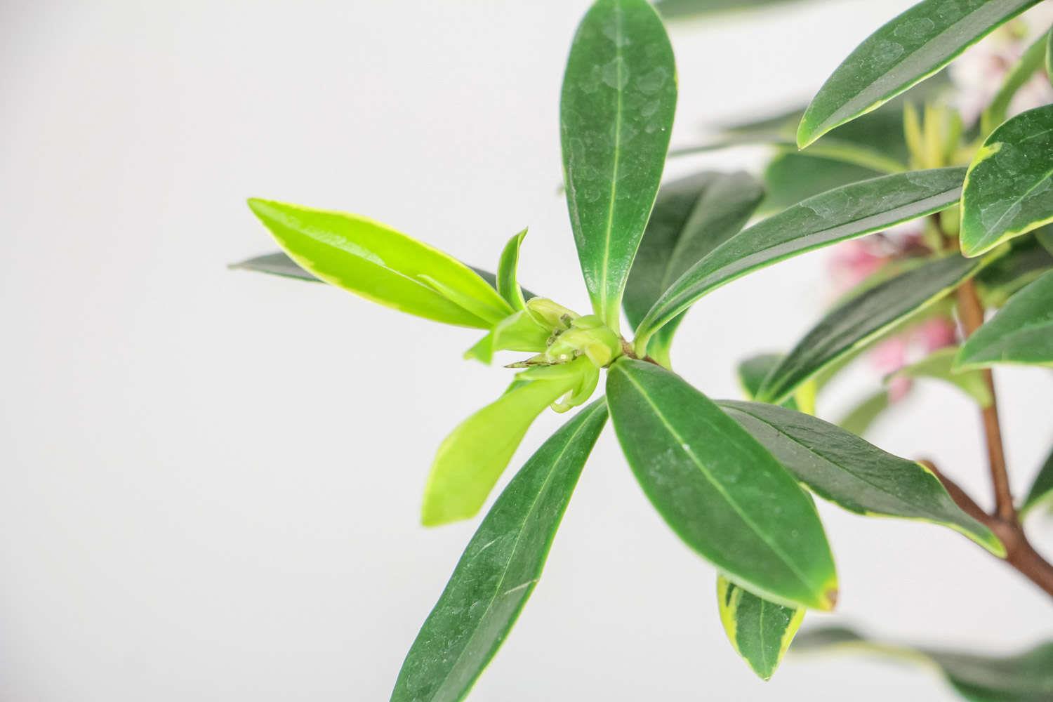 金边瑞香 金边瑞香