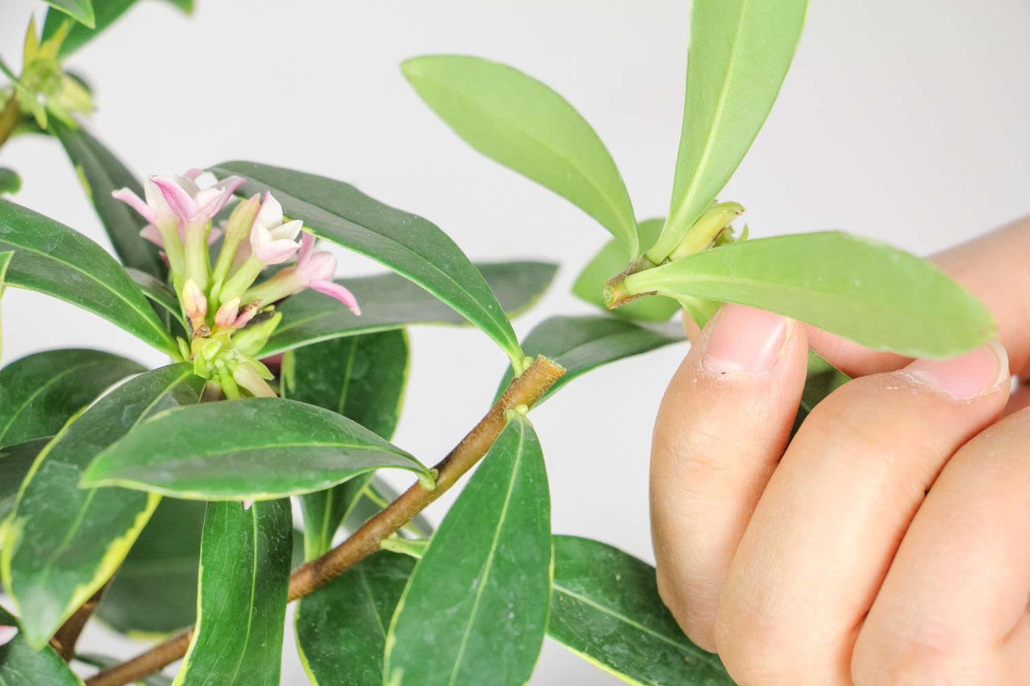 金边瑞香 金边瑞香