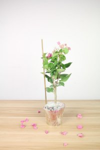 ​三角梅冬季养护方法