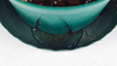 ​铁线莲什么时候修剪