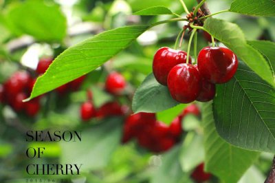 ​樱桃盆栽的养护技巧