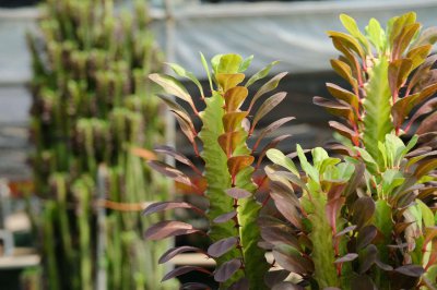 ​龙骨花怎么施肥