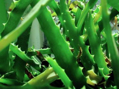 ​芦荟能放在客厅吗