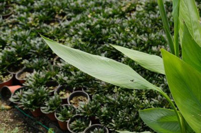 ​美人蕉怎么施肥