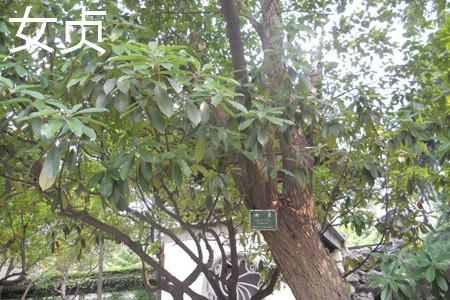 女贞树干 女贞树干