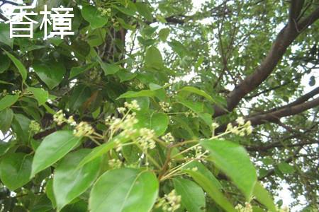 香樟叶片 香樟叶片
