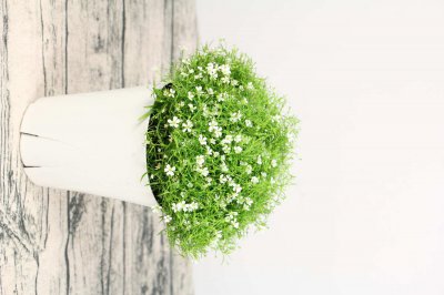 ​垂吊满天星的风水作用