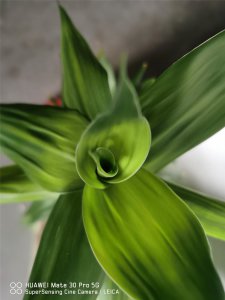 ​富贵竹可以土养吗