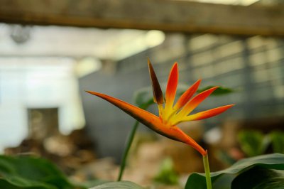 ​鹤望兰多开花怎么养