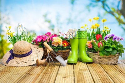 ​金钱兜的扦插繁殖