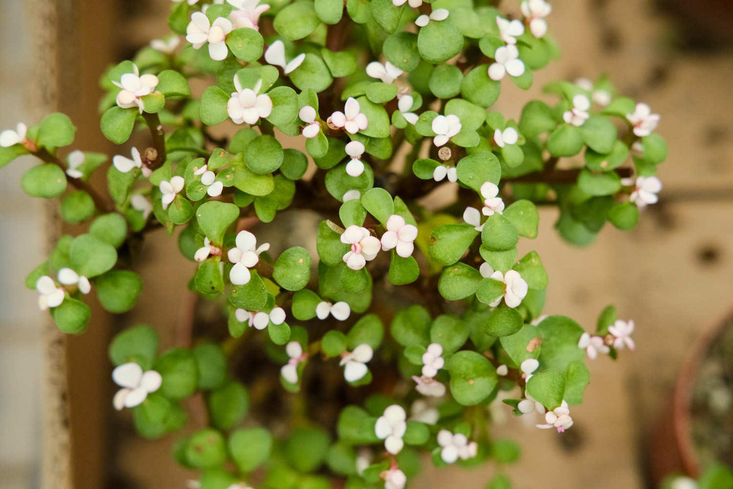 金枝玉叶 金枝玉叶