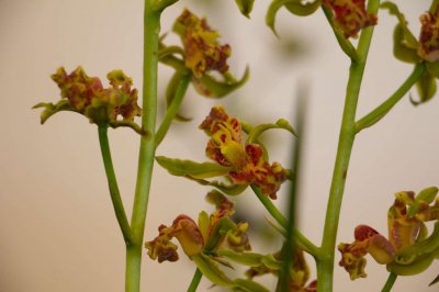 ​兰花的香味真的有毒吗