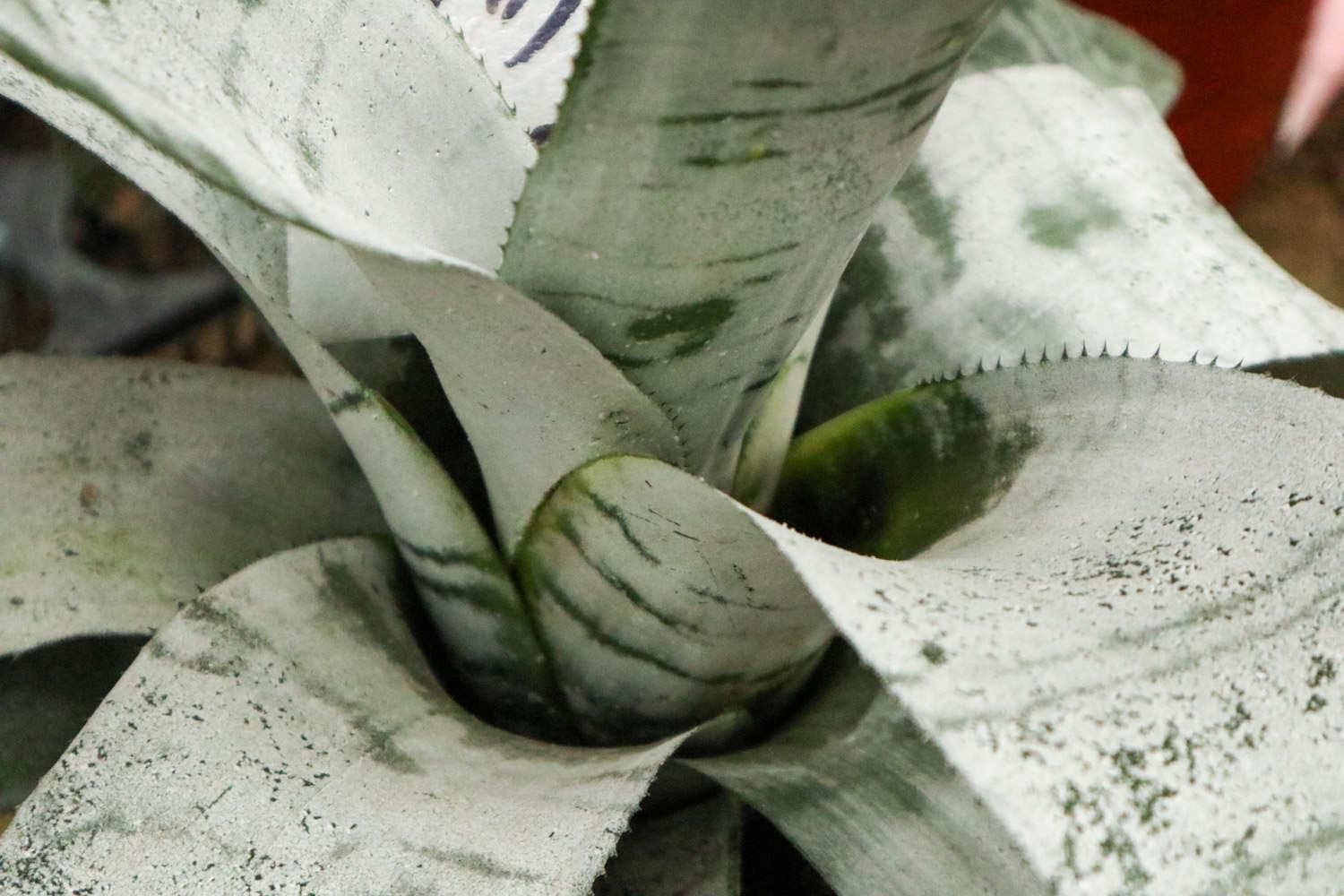 美叶光萼荷 美叶光萼荷